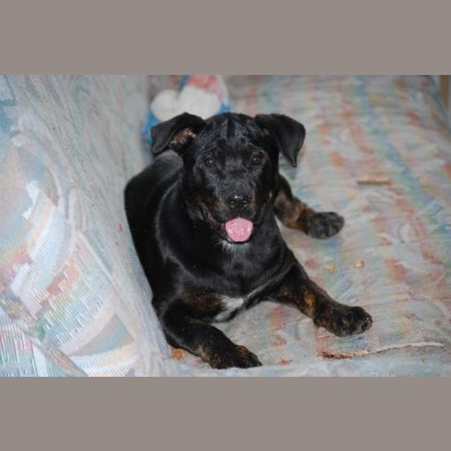 Photo of Zena * Adoption Pending*