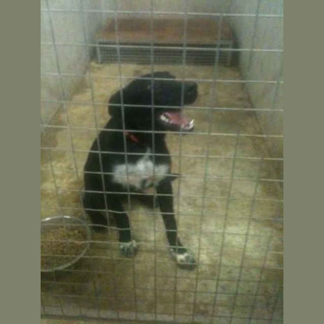 Photo of Impound:Sonic * Foster Carer Needed*
