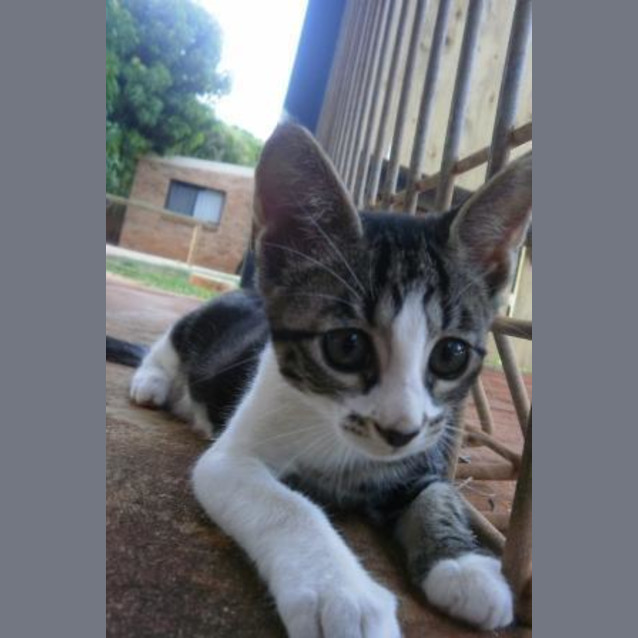 Photo of Moustachio