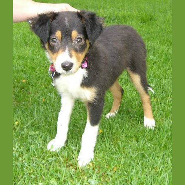Photo of Brandy
