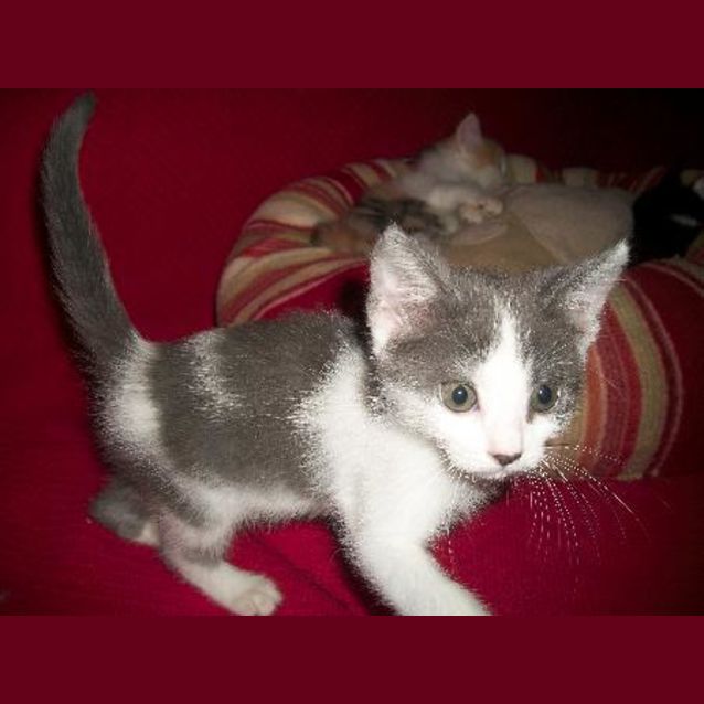 Photo of Misty