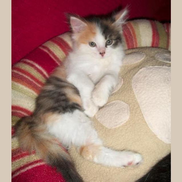 Photo of Opal