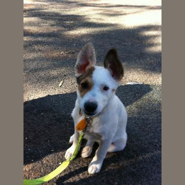 Photo of Dolly *Adoption Pending*