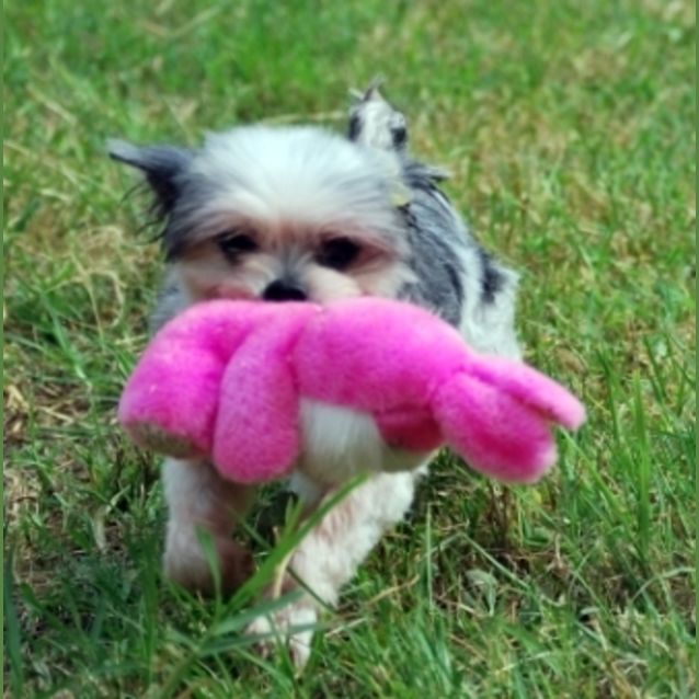 Photo of Tiny Charlie