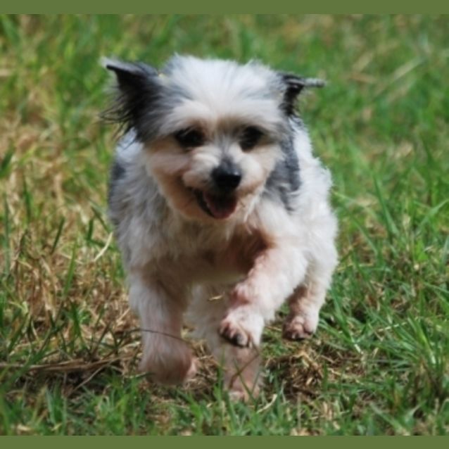 Photo of Tiny Charlie