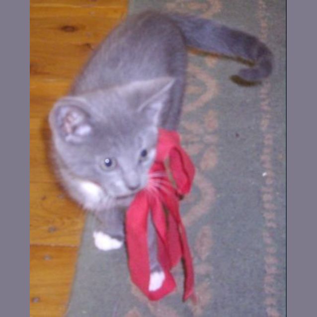 Photo of Nicholas