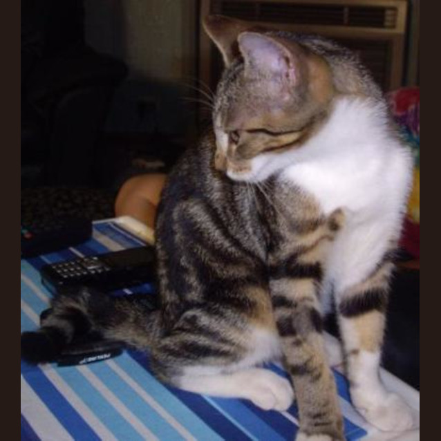 Photo of Merlin