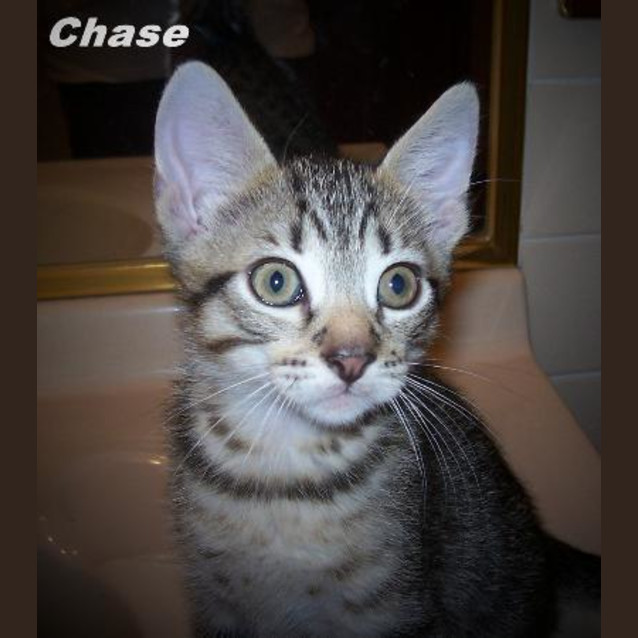 Photo of Chase