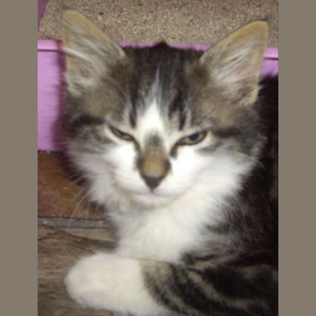Photo of Pickles