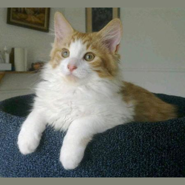 Photo of Fudge
