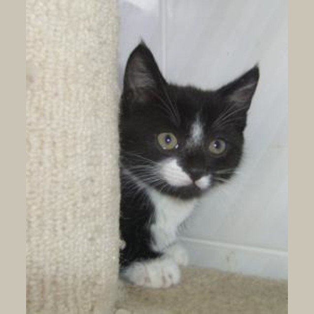 Photo of Smudge