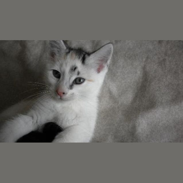 Photo of Hetty