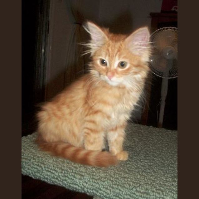 Photo of Jaffa