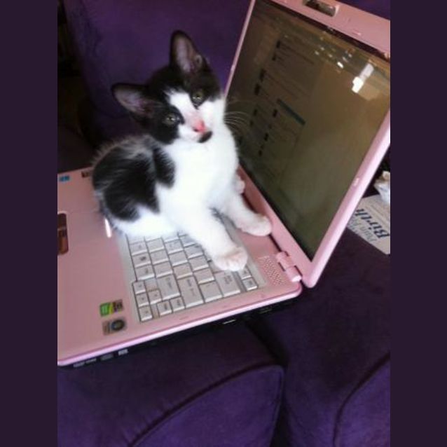 Photo of Daisy Moo
