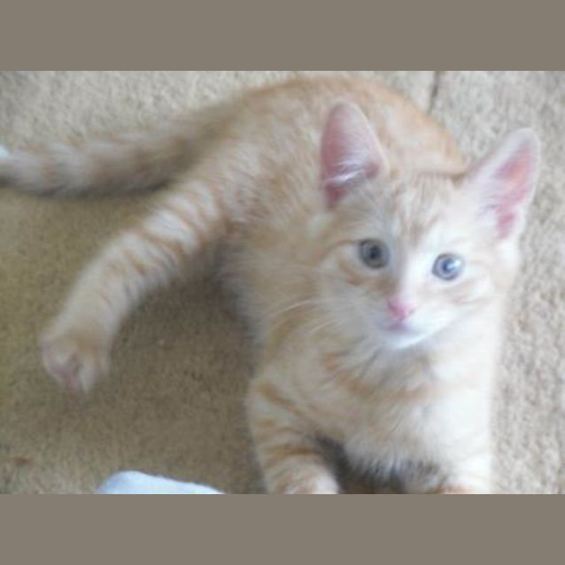 Photo of Chester