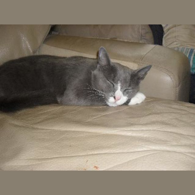 Photo of Star