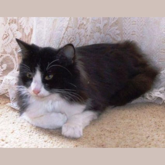Photo of Katie   Adoption Pending