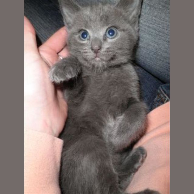 Photo of Smokey