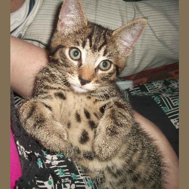 Photo of Neeko
