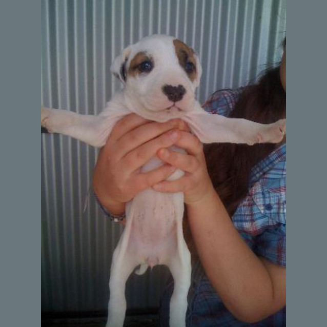 Photo of Dollys Pup 3