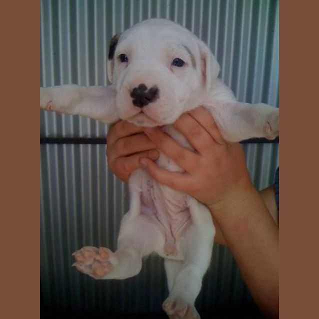 Photo of Dollys Pup 5