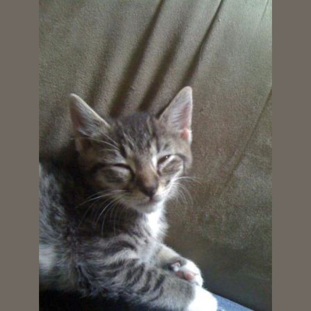 Photo of Phoenix