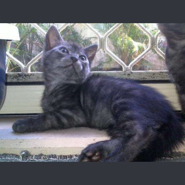 Photo of Yoda