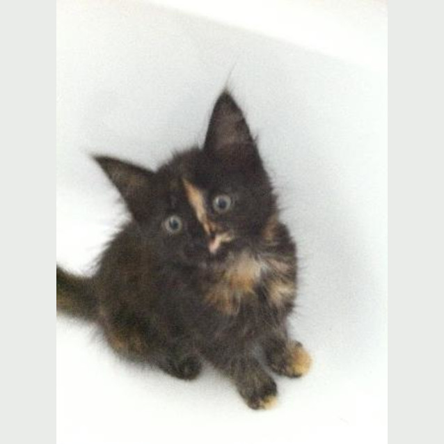 Photo of Zena