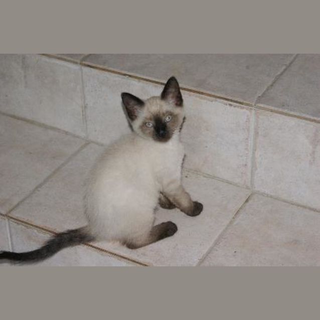 Photo of Sassy