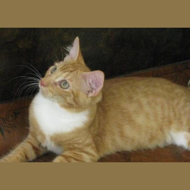 Photo of Mufasa