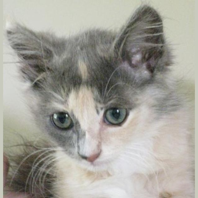 Photo of Darcy