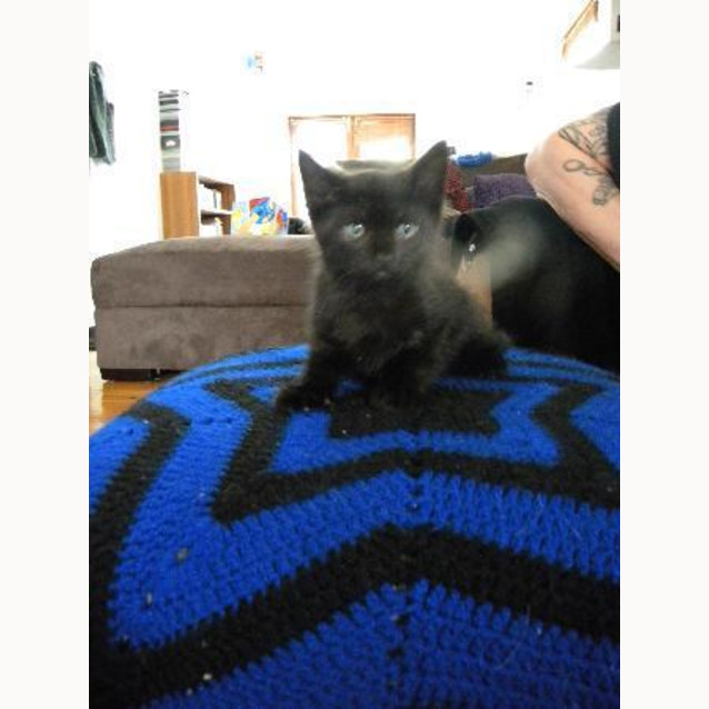 Photo of Mischief