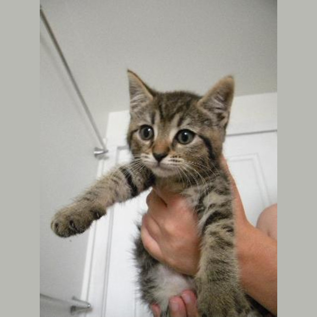 Photo of Tigerlily