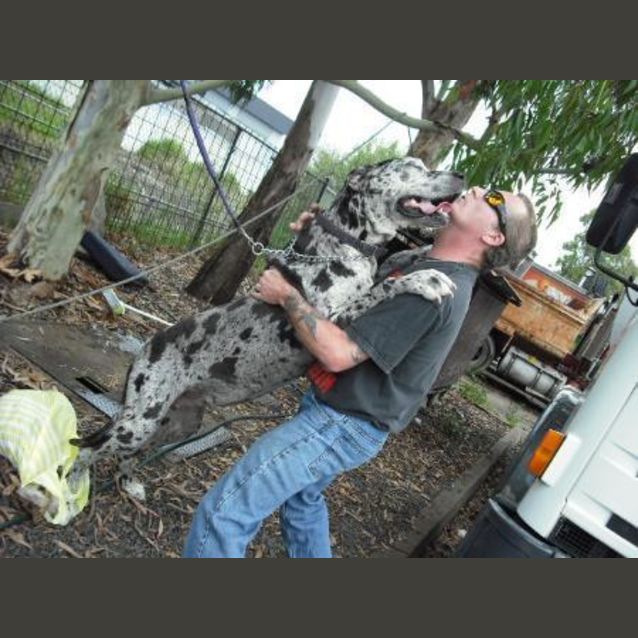 Photo of Great Dane Rescue