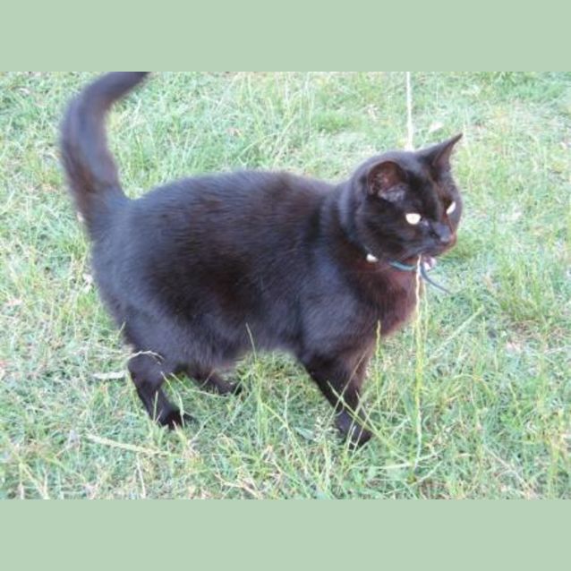 Photo of Choco