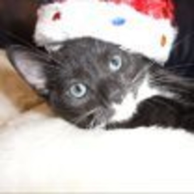 Photo of Axel