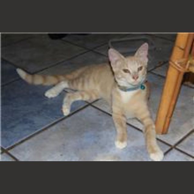 Photo of Mr Whiskas