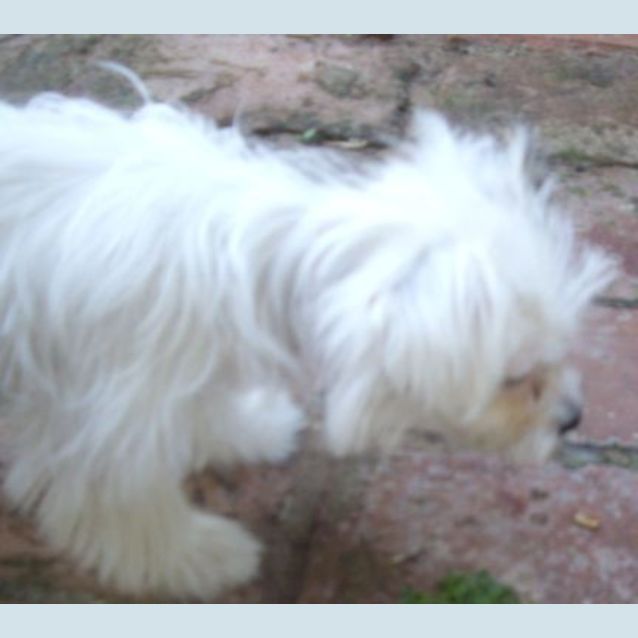 Photo of Peaches   Adoption Pending