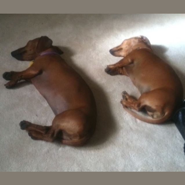 Photo of Frankie & Lou Lou