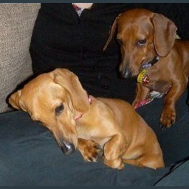 Photo of Frankie & Lou Lou