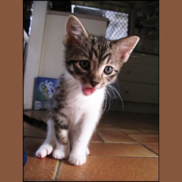 Photo of Pickles