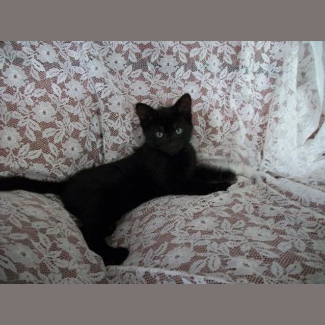 Photo of Yang