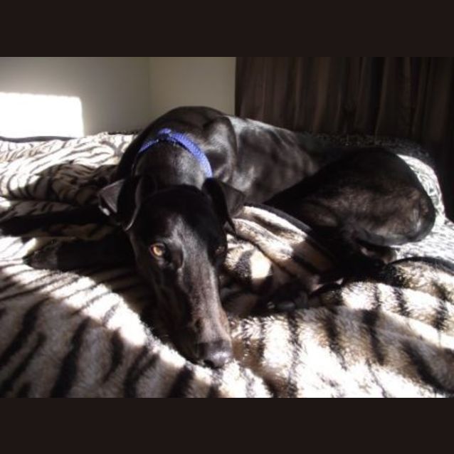 Photo of Remus