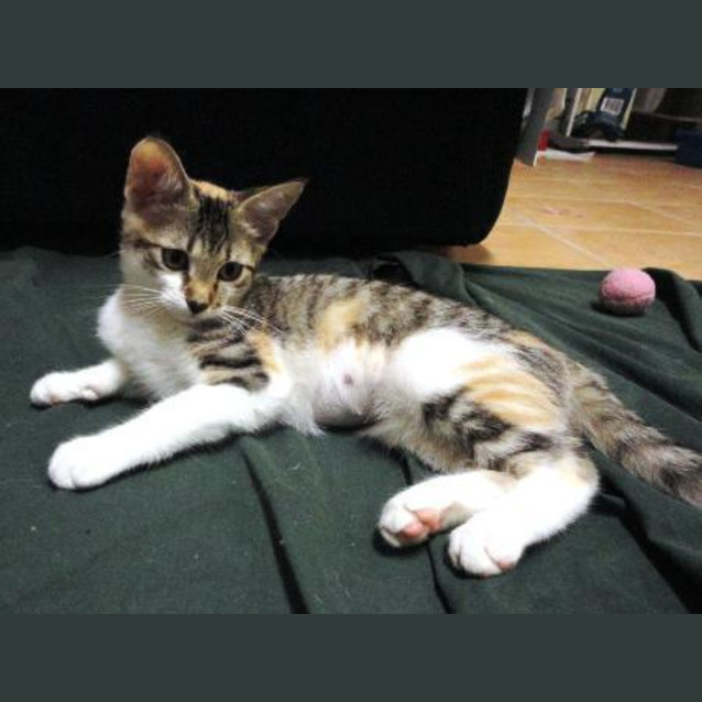 Photo of Gem
