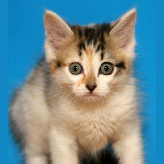 Photo of Jewel