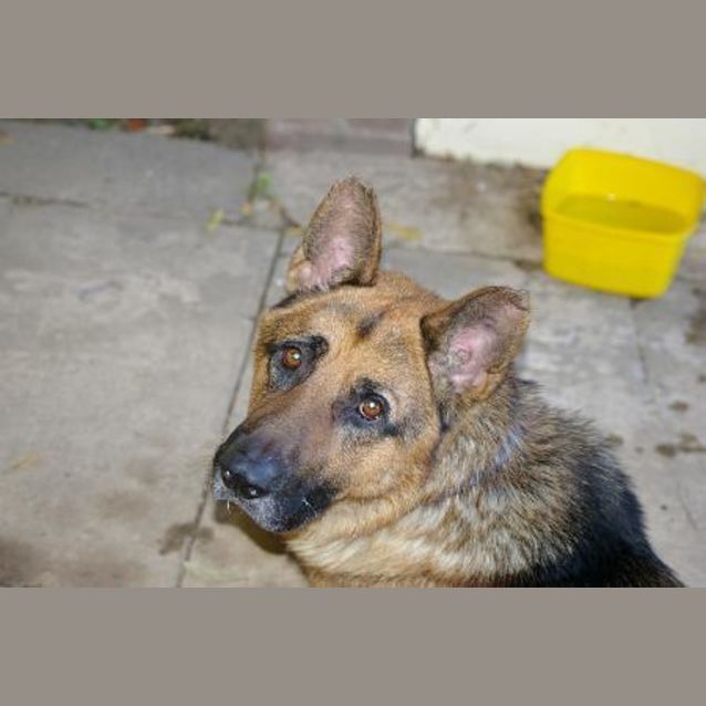 Photo of Tex On Hold Pending Adoption