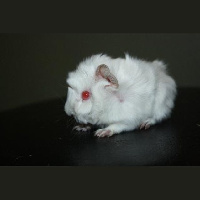 Photo of Brandie (Avalible On The 7th Of Jan)
