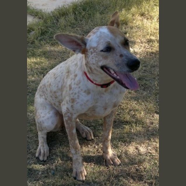 Photo of Jindi (D1783)*Adopted*