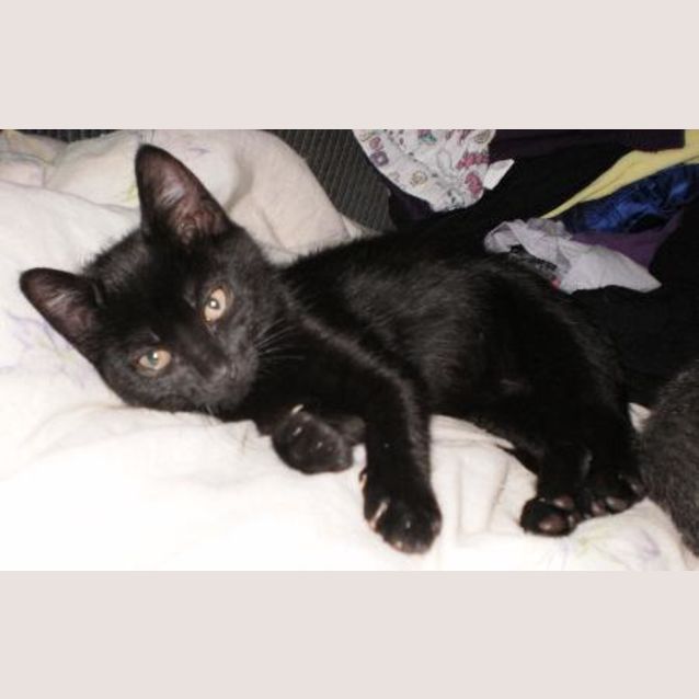 Photo of Sheba *On Trial*