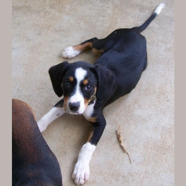 Photo of Norton Adopted